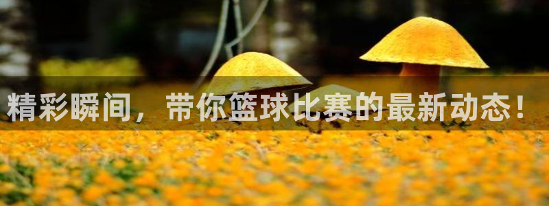 精彩瞬间，带你篮球比赛的最新动态！